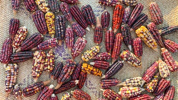 How New York City’s First Heirloom-Focused Tortilleria Is Preserving Mexico’s Native Corn