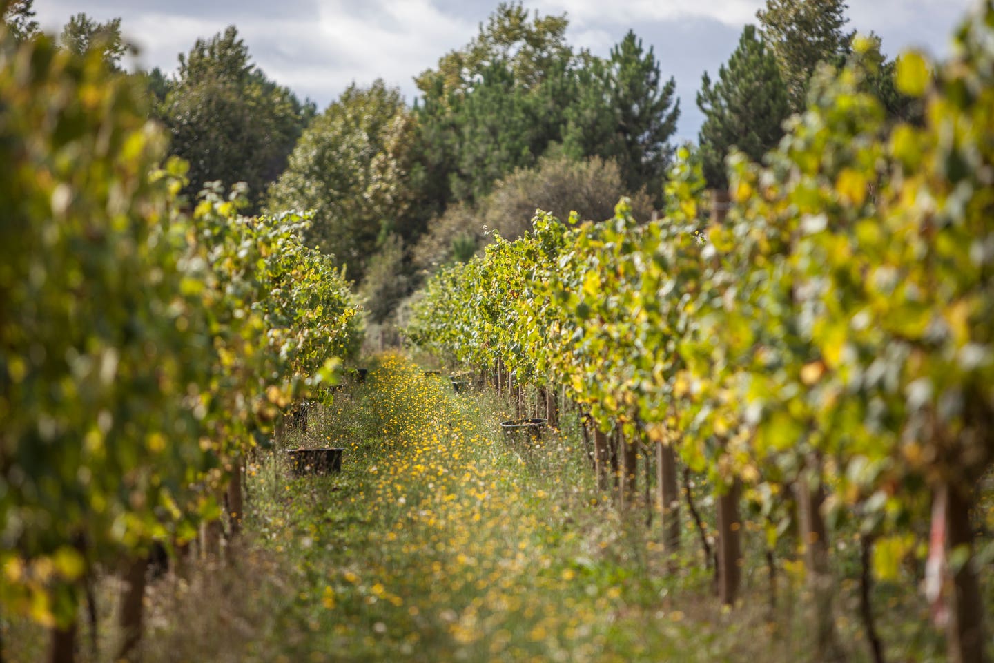 vinho verde vineyards