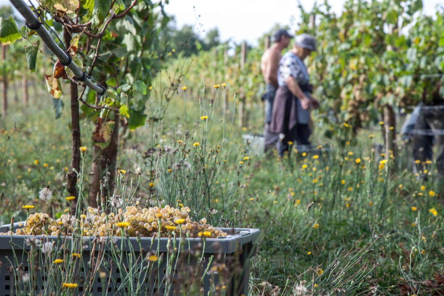 quinta de santiago vineyards