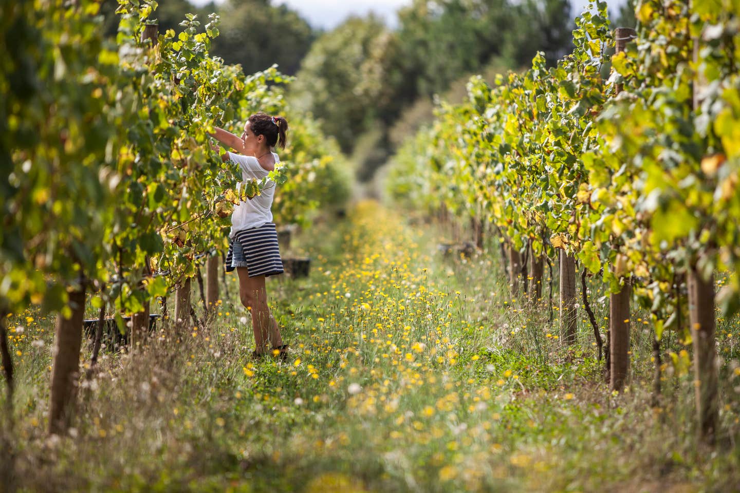 quinta de santiago vineyards