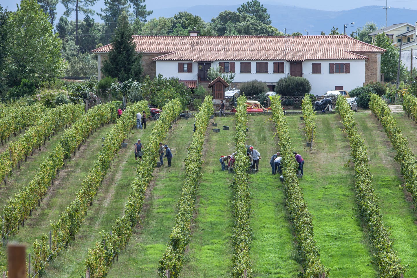 vinho verde vineyards