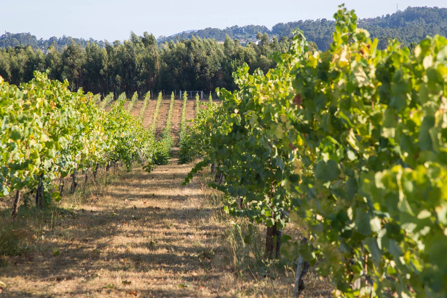 In Portugal’s Vinho Verde, Wine Is Green in More Ways Than One
