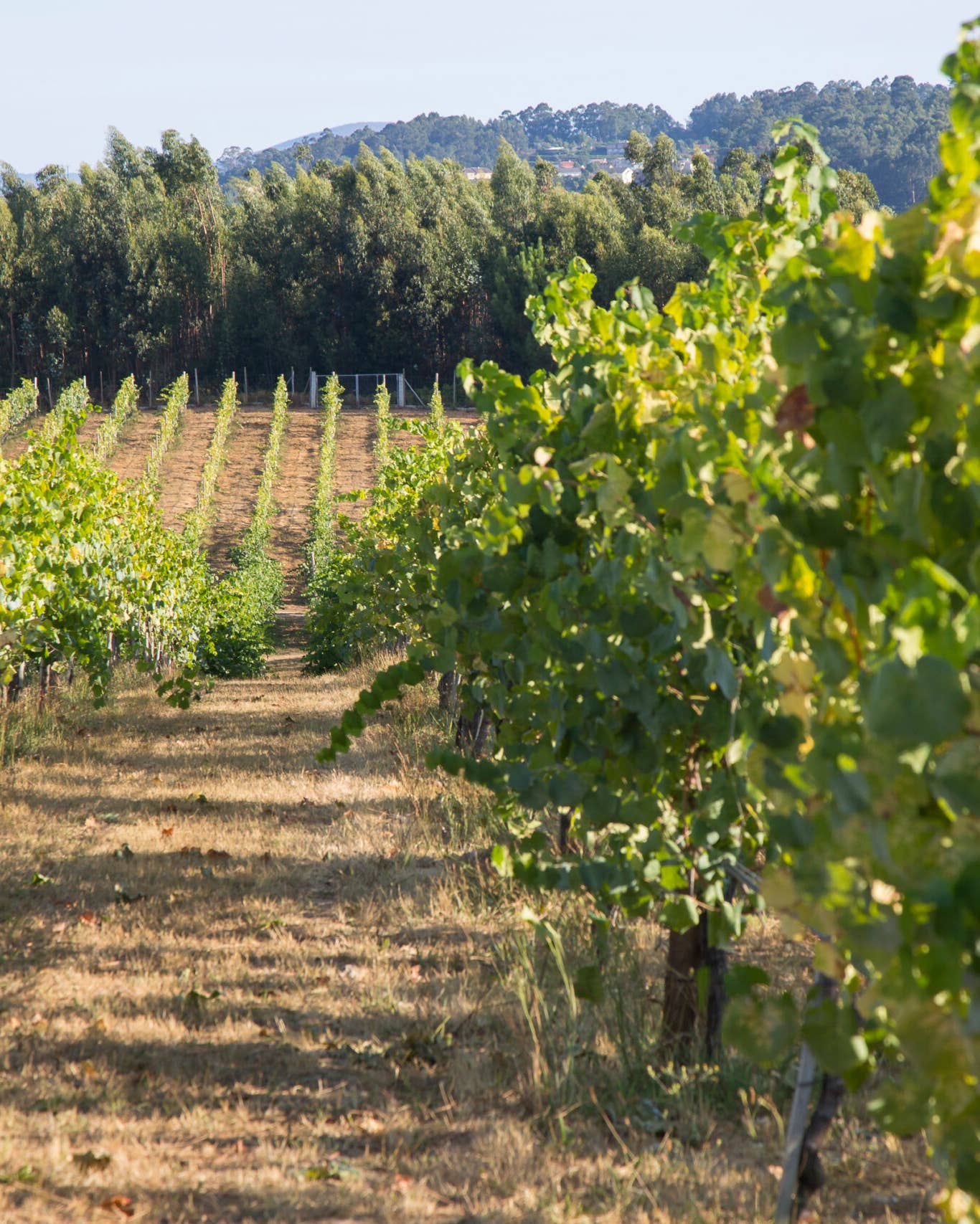 In Portugal’s Vinho Verde, Wine Is Green in More Ways Than One