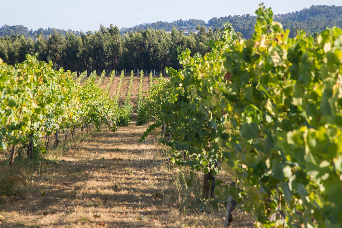 vinho verde vineyards