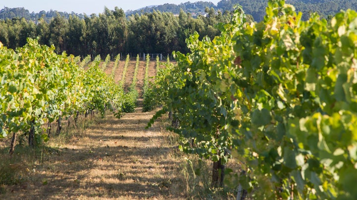 vinho verde vineyards
