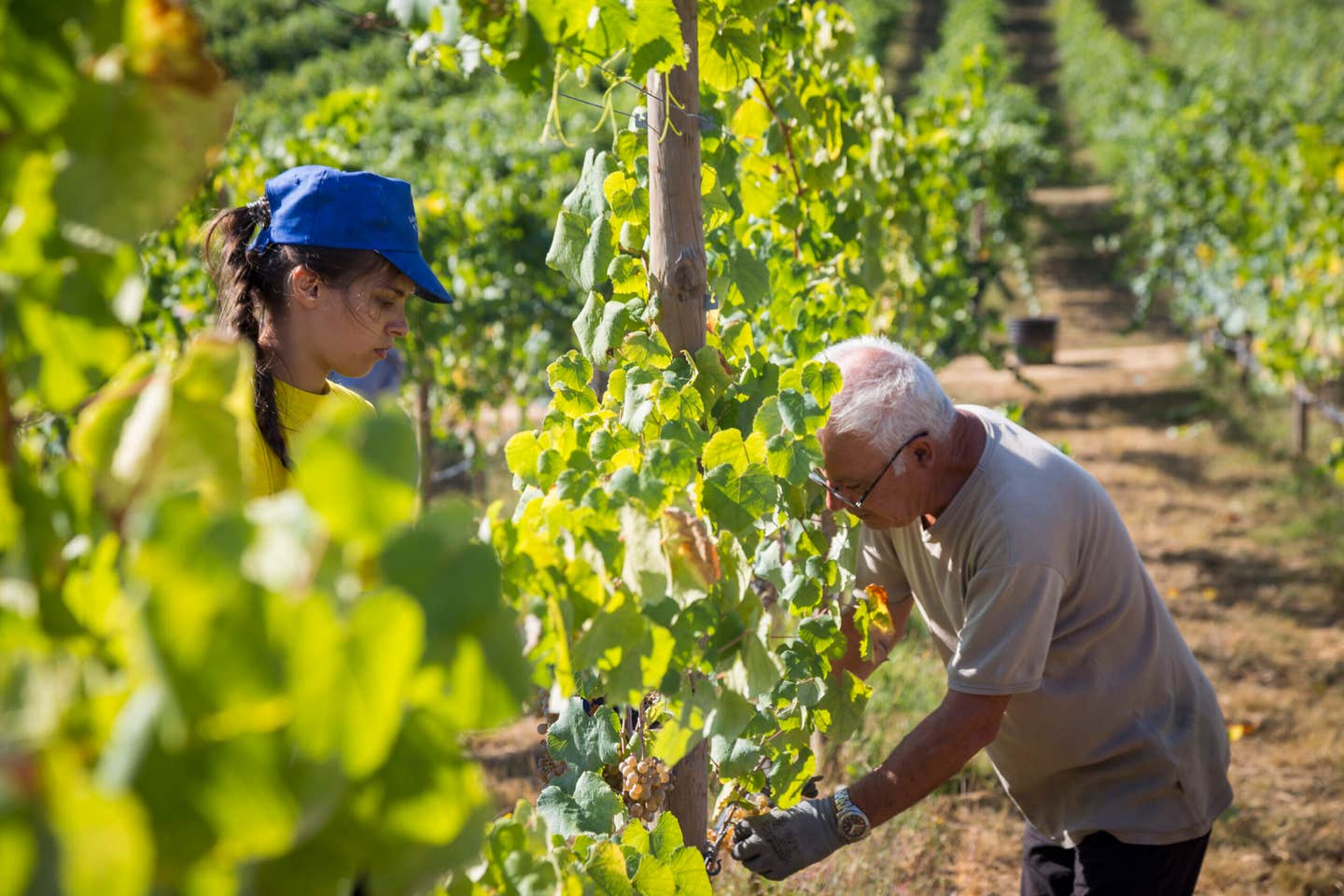 quinta de santiago vineyards