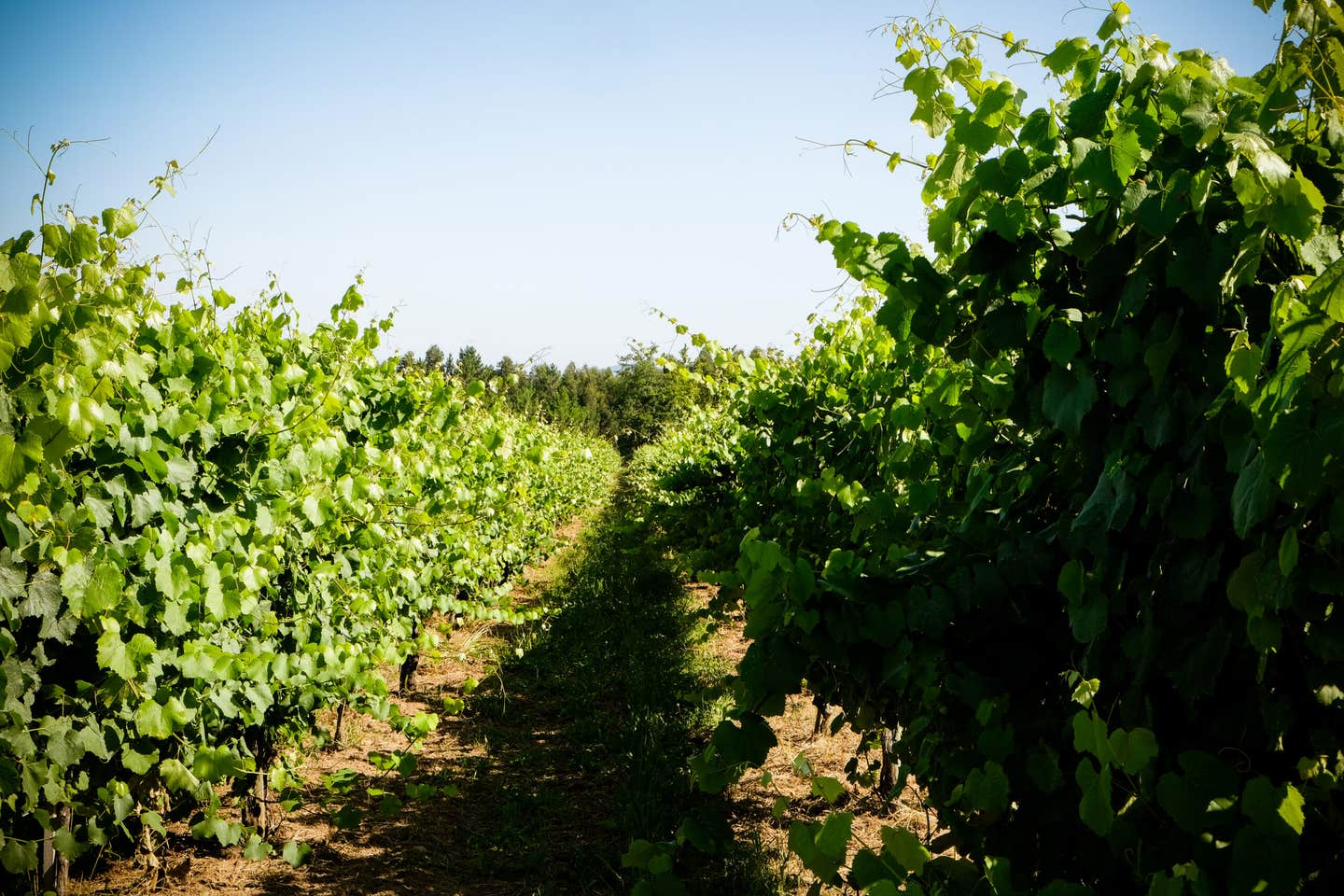 vinho verde vineyards