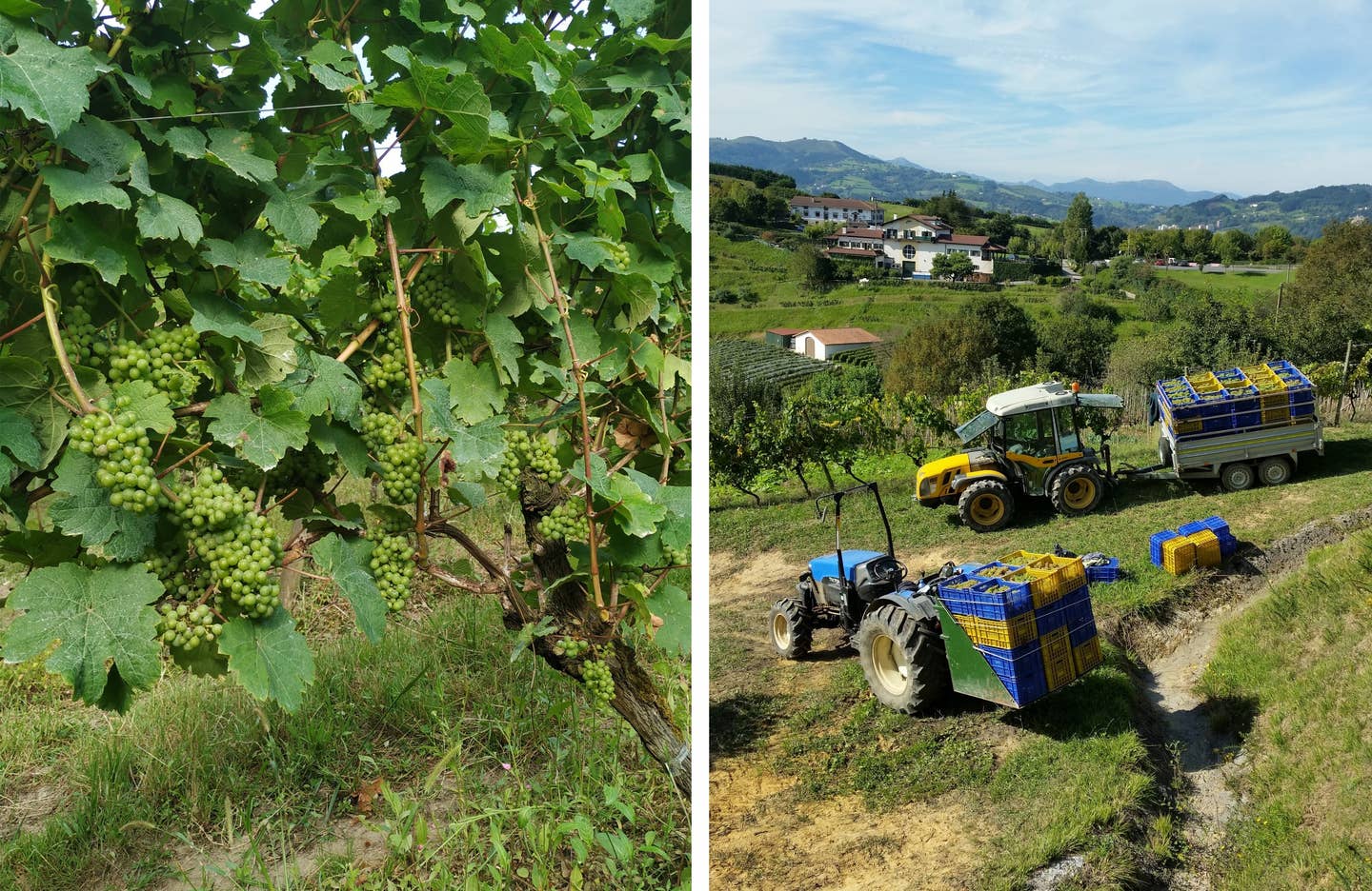 This Basque Winery Is Reinventing Vermouth With a Regional Grape (and Sustainable Methods)