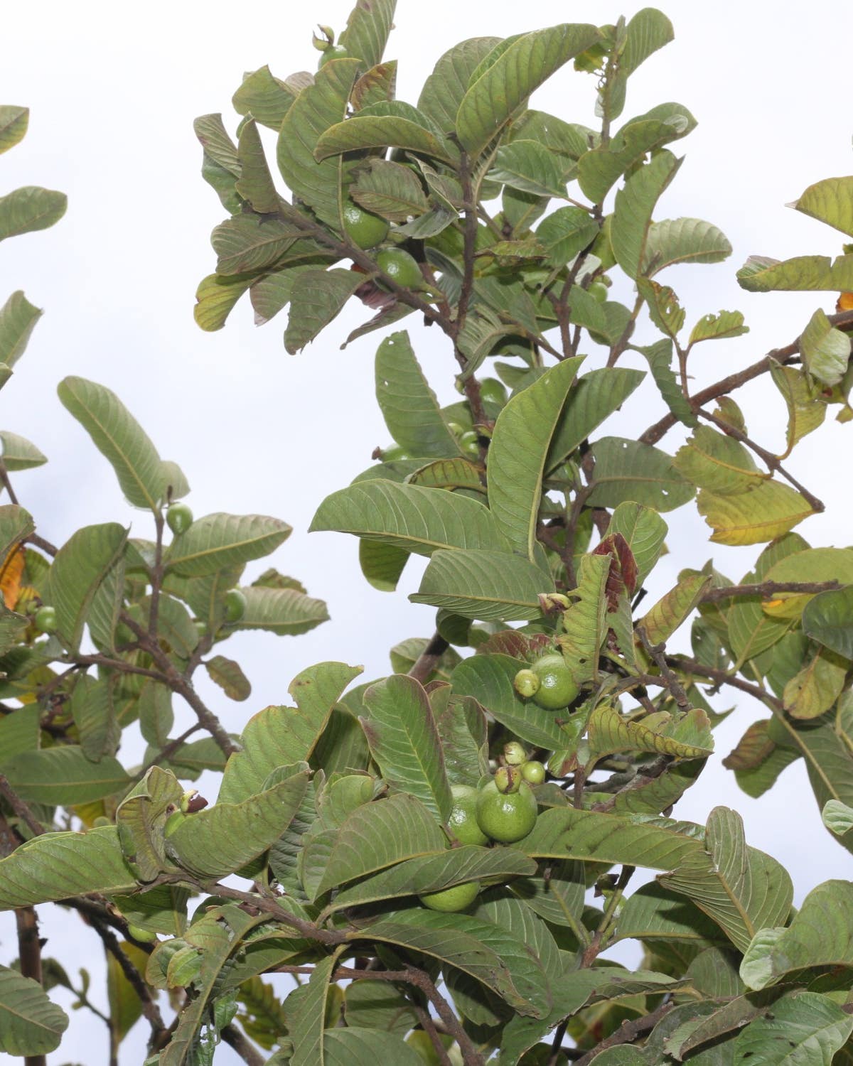 The Guava Dish That Makes Cubans Nostalgic for Home Nostalgic Guava