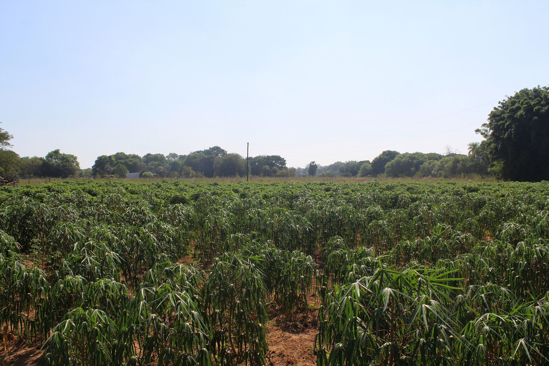 Yuca Farms Argentine Chipa