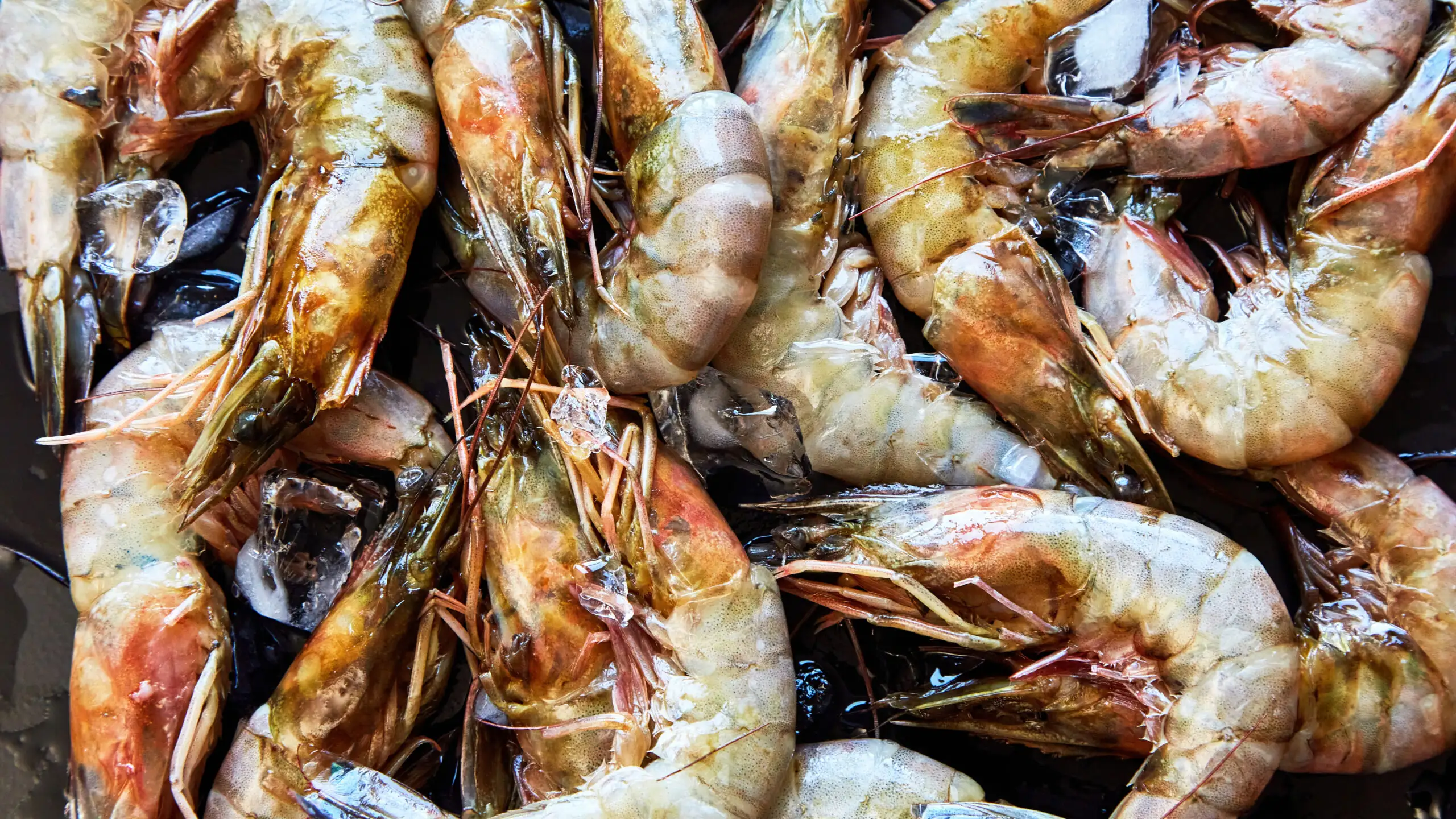 Peel and eat shrimp-image