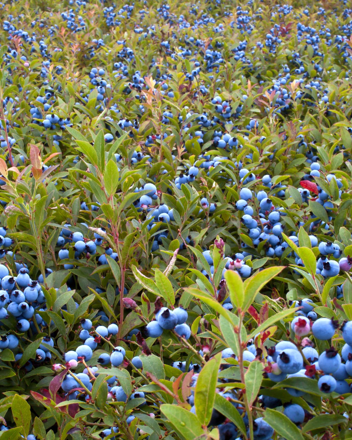 The Future of This Berry Is at Risk—Could a Burgeoning Wine Industry Come to Its Rescue?