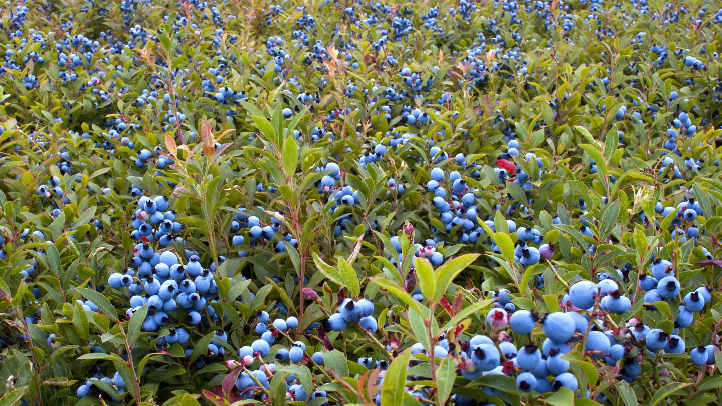 The Future of This Berry Is at Risk—Could a Burgeoning Wine Industry Come to Its Rescue?