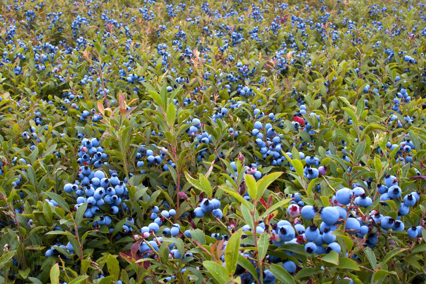 Maine WIld Blueberry Wine