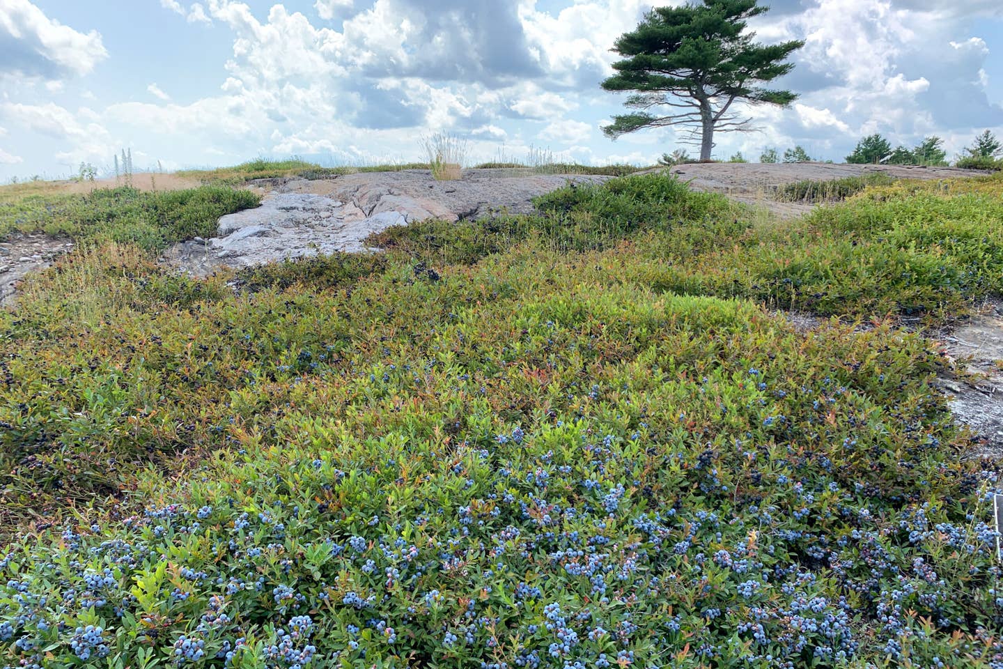 Maine WIld Blueberry Wine