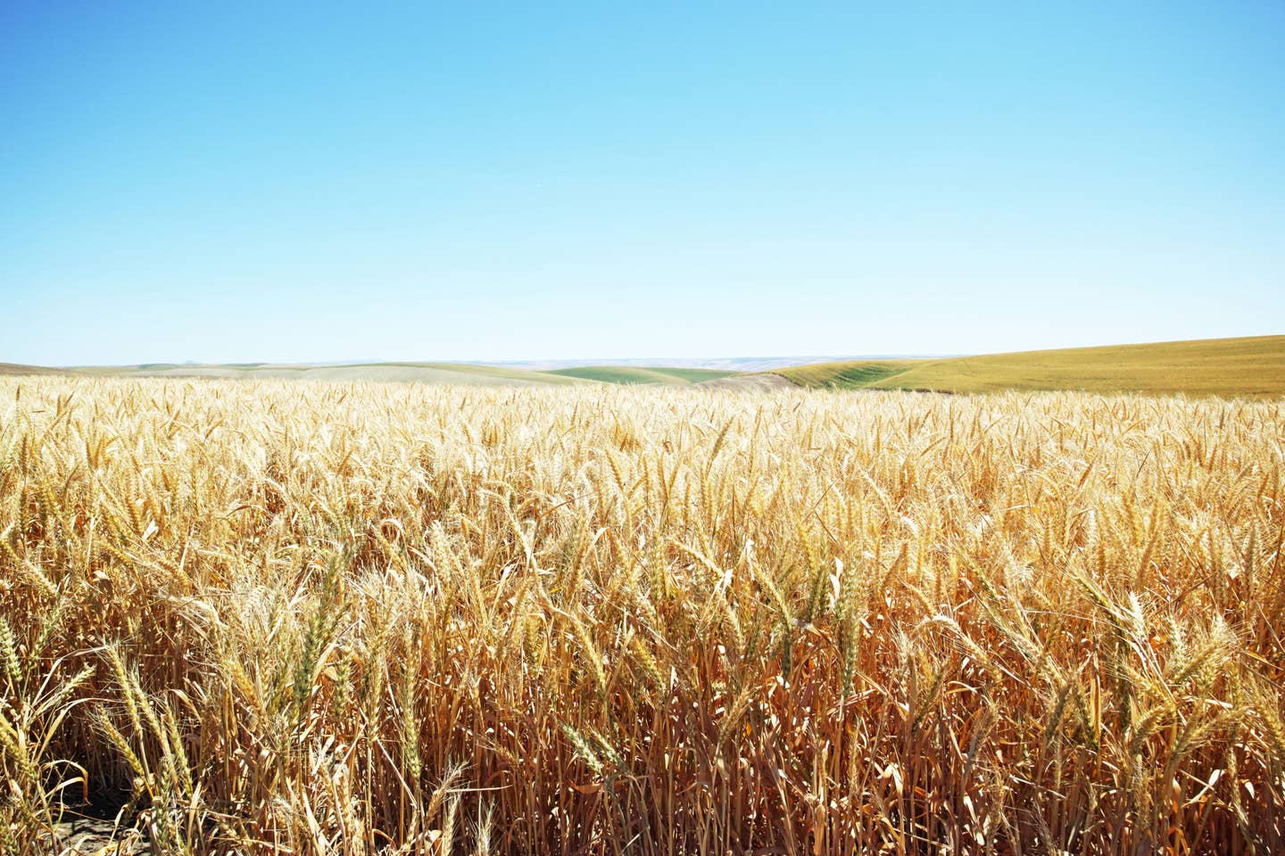 Wheat Shortage, Baking in the Fall, Ukraine, Russia, Wheat fields