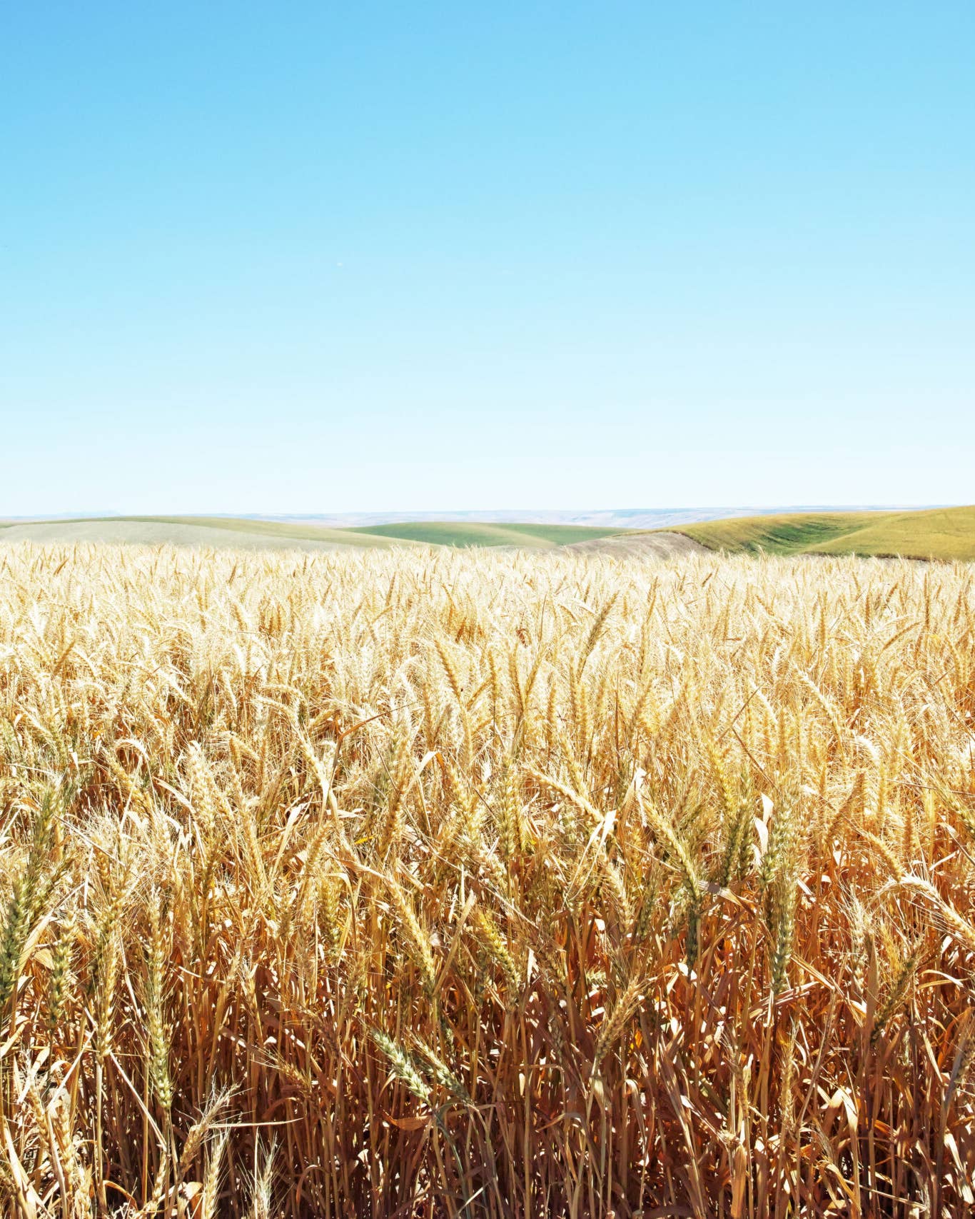 Wheat Shortage, Baking in the Fall, Ukraine, Russia, Wheat fields
