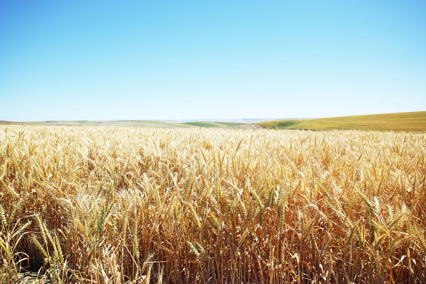 Wheat Shortage, Baking in the Fall, Ukraine, Russia, Wheat fields