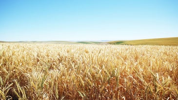 Excited For Fall Baking? Here’s How to Navigate the Wheat Shortage