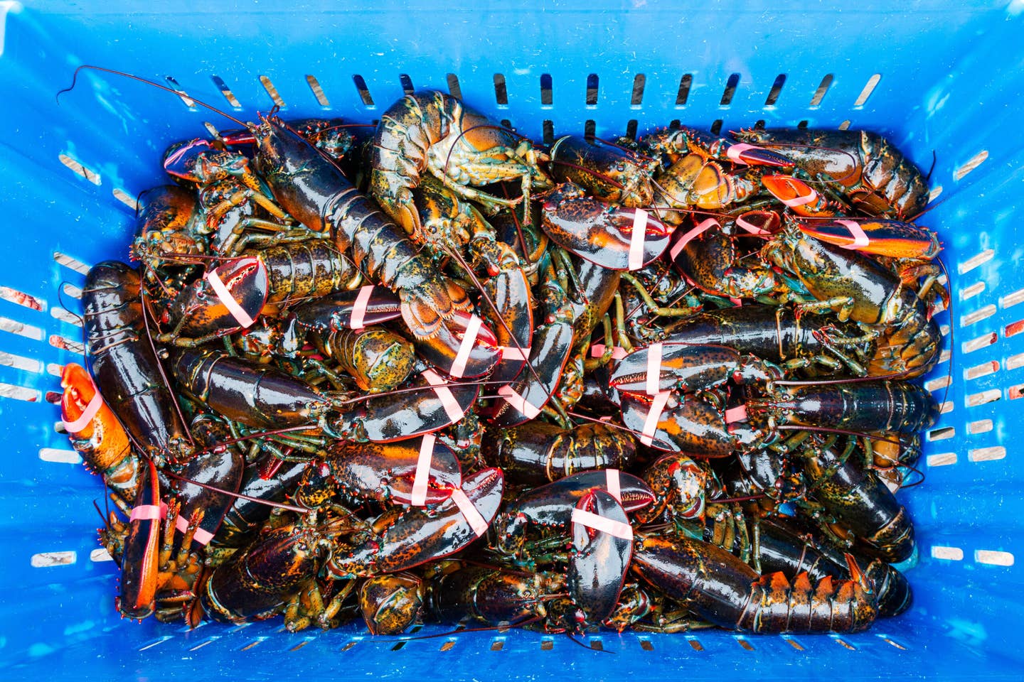 Why Did a Seafood Watch Group Red-List American Lobster—and Cause an Uproar?