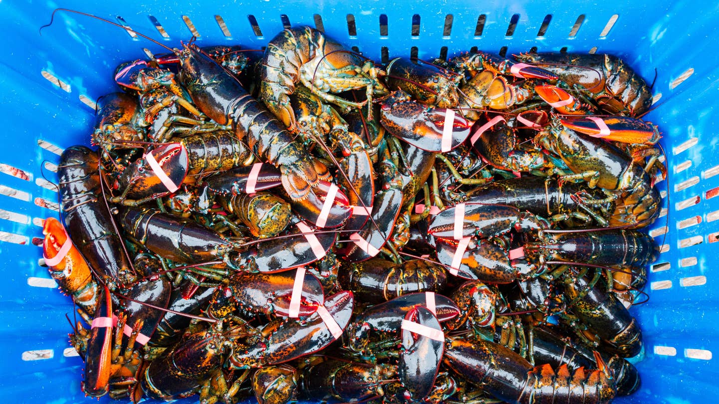 Why Did a Seafood Watch Group Red-List American Lobster—and Cause an Uproar? Maine Lobster