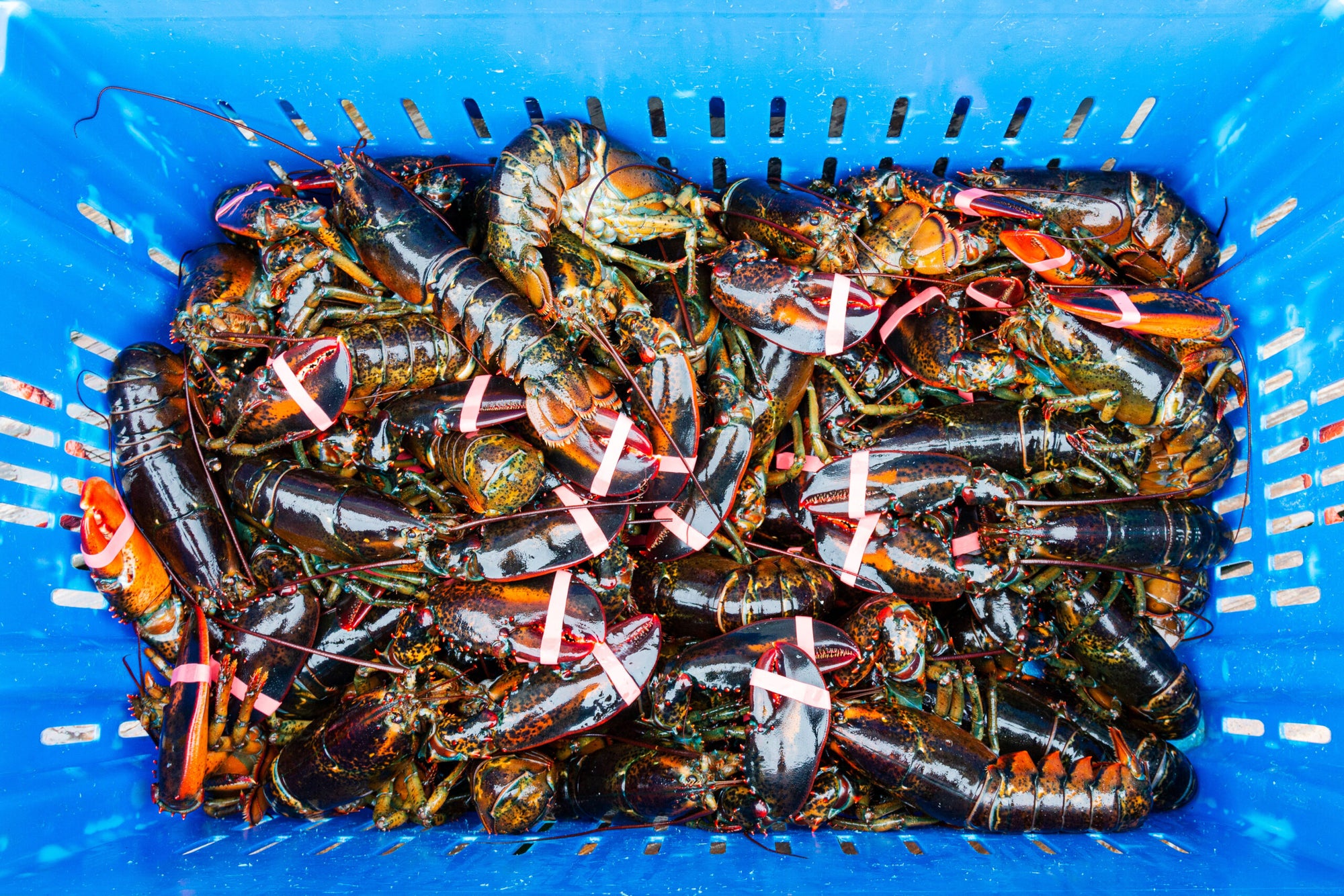 Why Did a Seafood Watch Group RedList American Lobster—and Cause an Uproar? Saveur