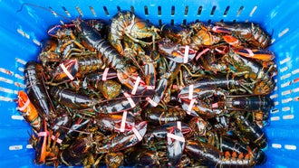 Why Did a Seafood Watch Group Red-List American Lobster—and Cause an Uproar?