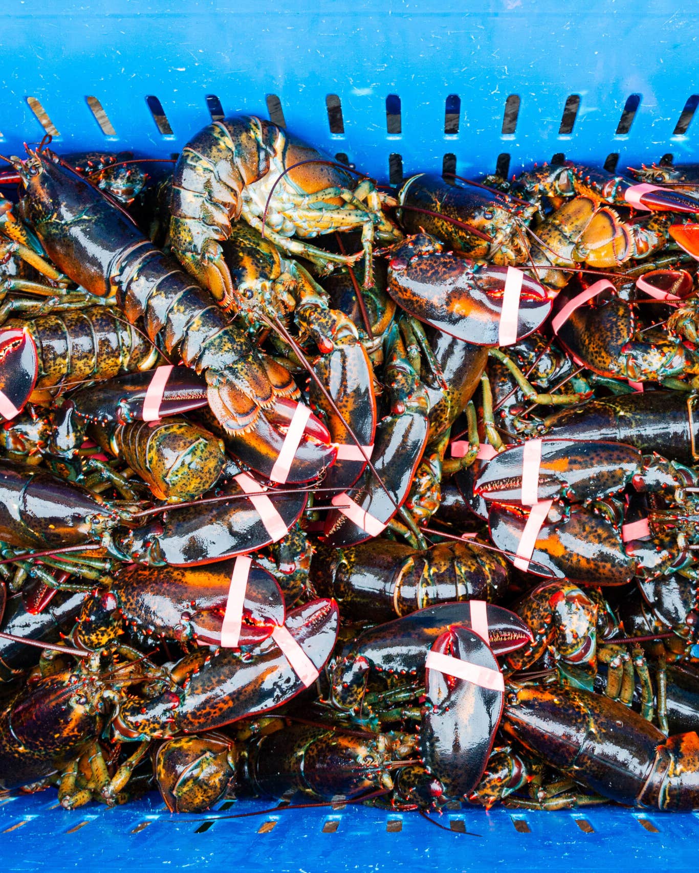Why Did a Seafood Watch Group Red-List American Lobster—and Cause an Uproar? Maine Lobster