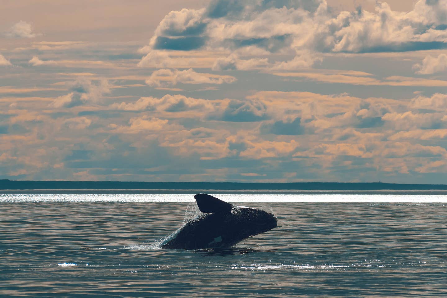 Maine Lobster Humpback Whale