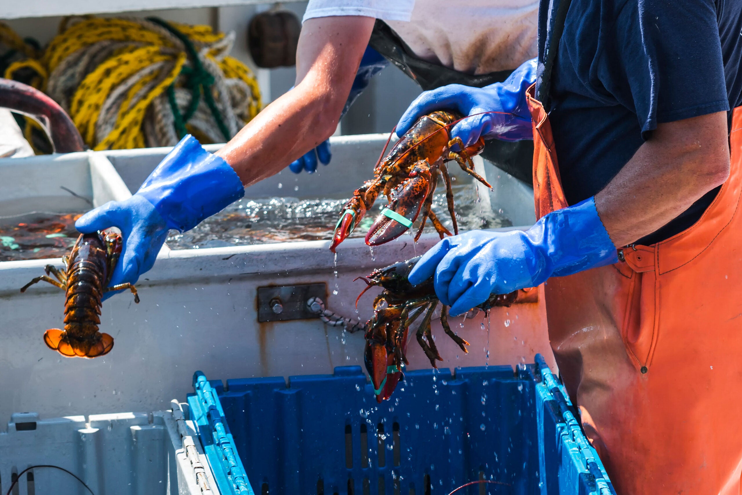 Maine Lobster Sorting Lobsters