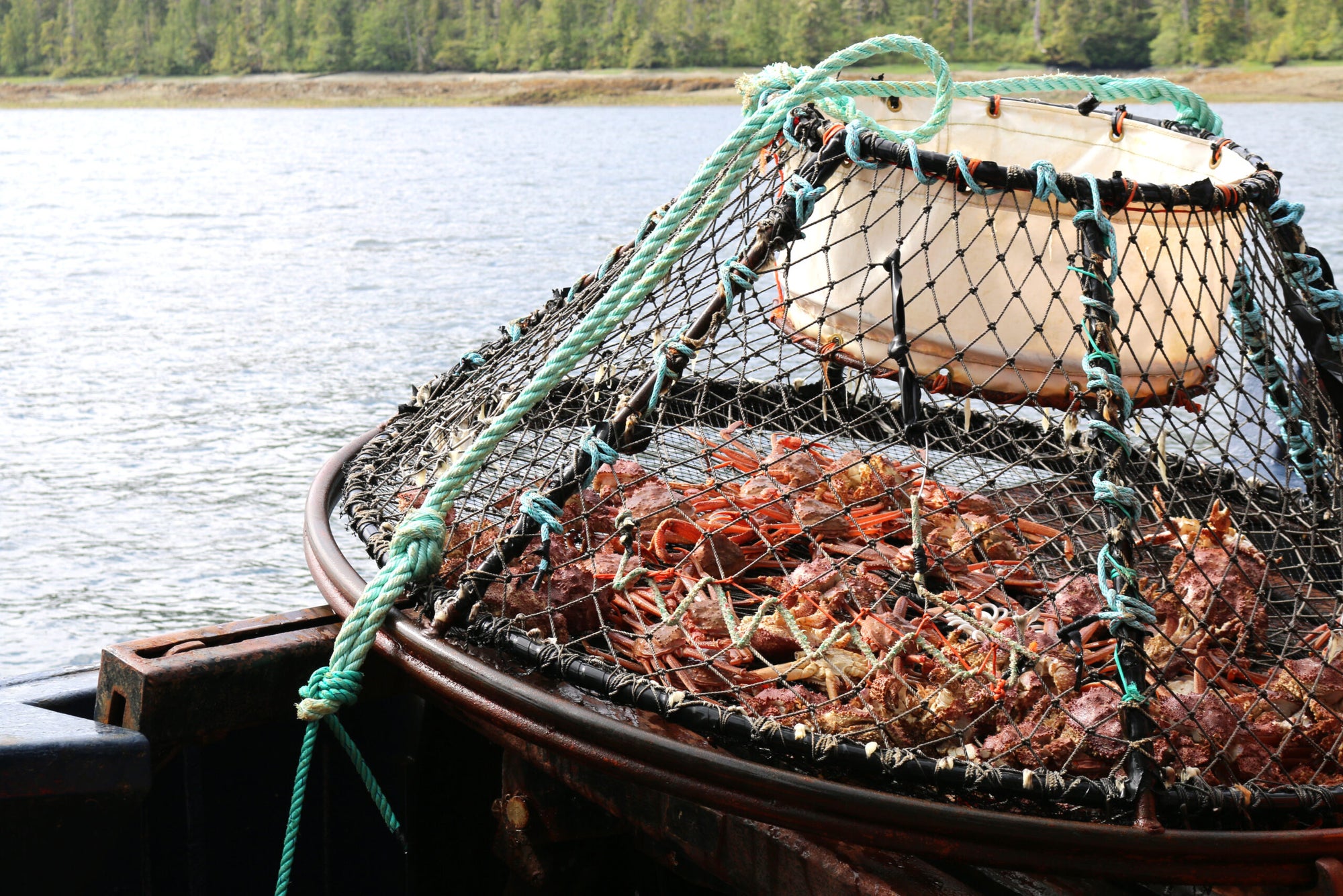 Billions of Snow Crabs Have Disappeared from the Bering Sea Saveur