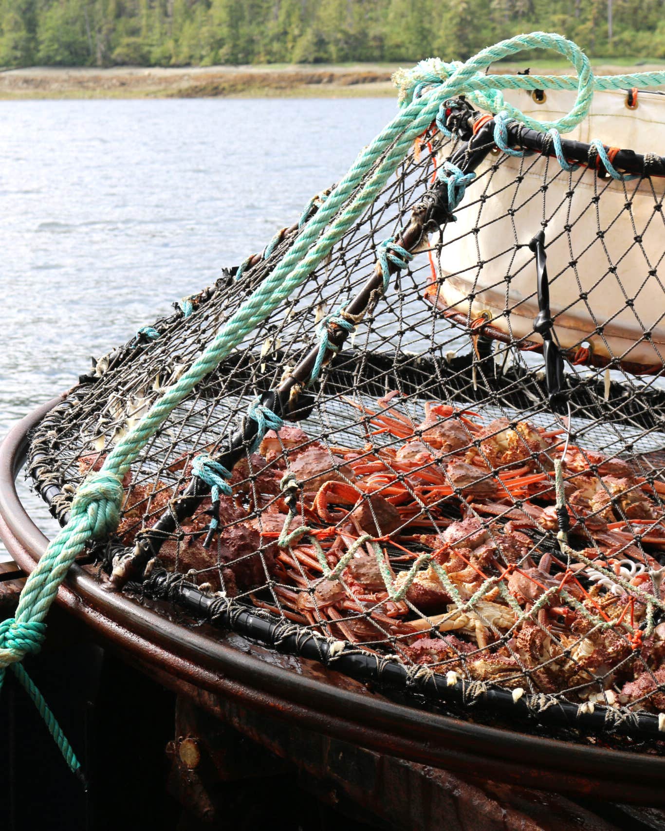 Billions of Snow Crabs Have Disappeared from the Bering Sea Alaska Snow Crab
