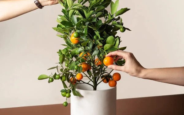 Calamondin Tree from Via Citrus