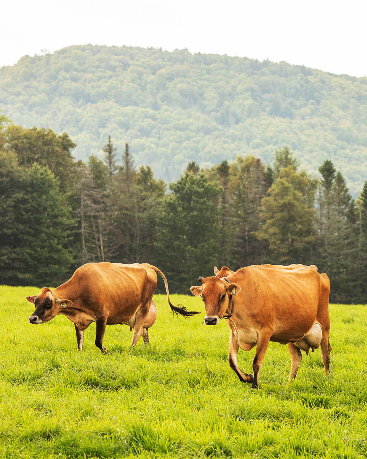 This Discreet Label Is Popping Up on More and More Food and Drink Products B Corporation