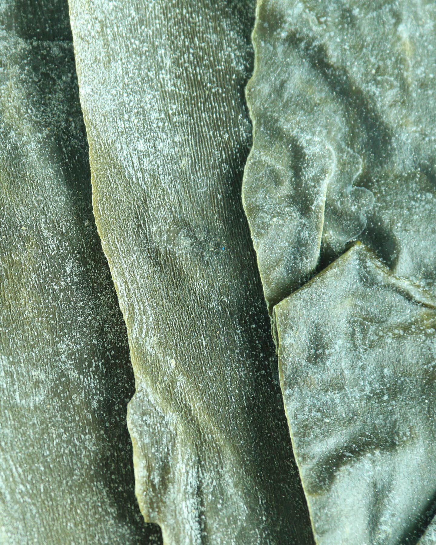 This One-Ingredient No-Cook Stock Is at the Heart of Japanese Vegetarian Cooking KONBU