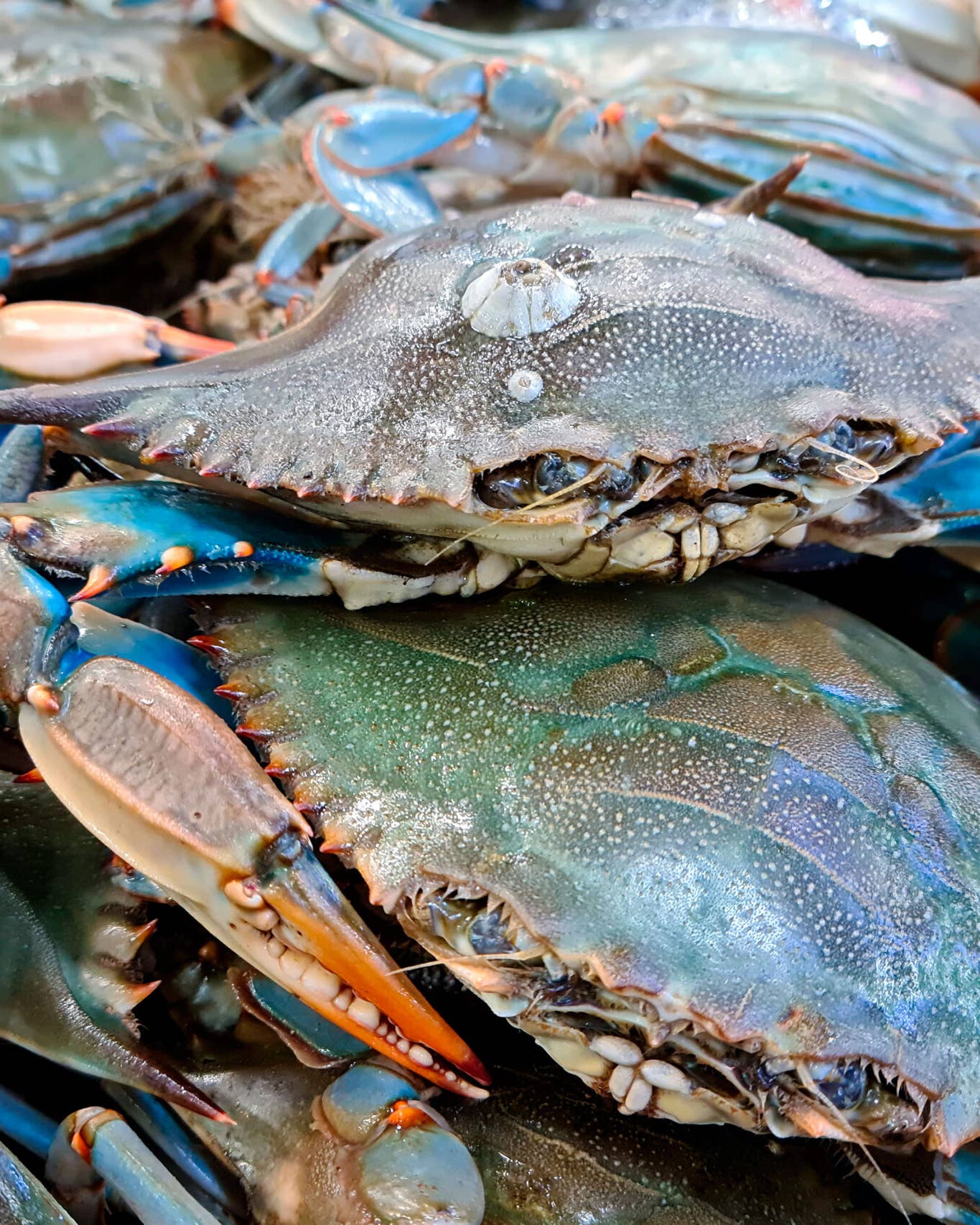 How to Eat a Blue Crab