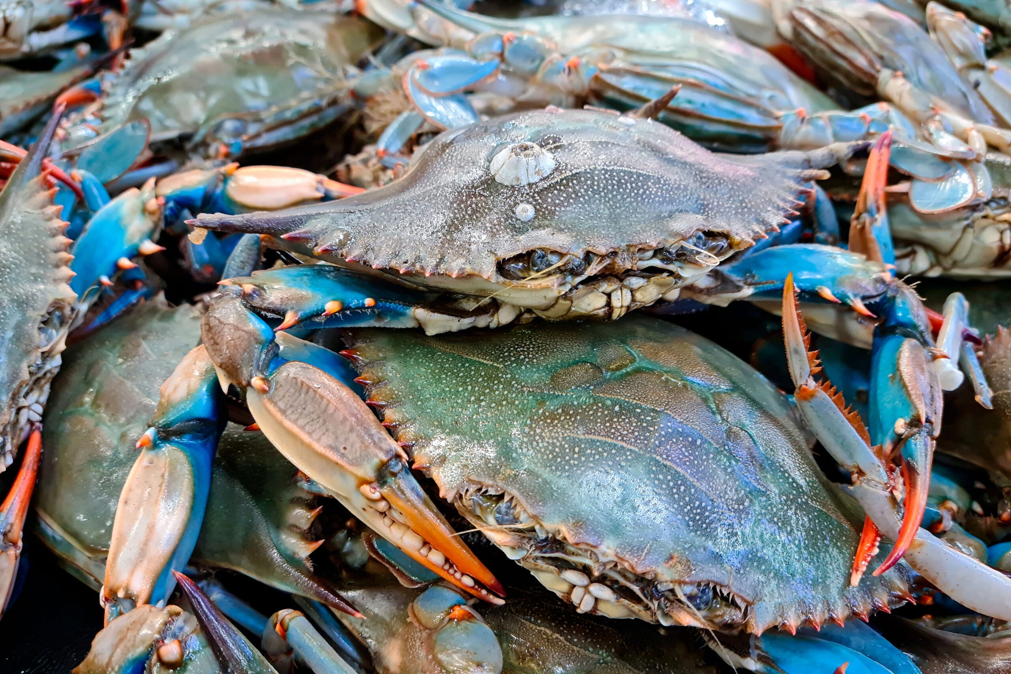 How to Eat a Blue Crab