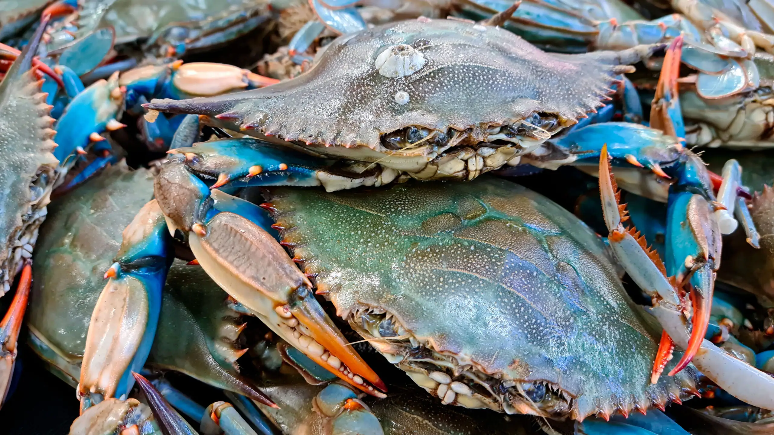 Blue Crabs