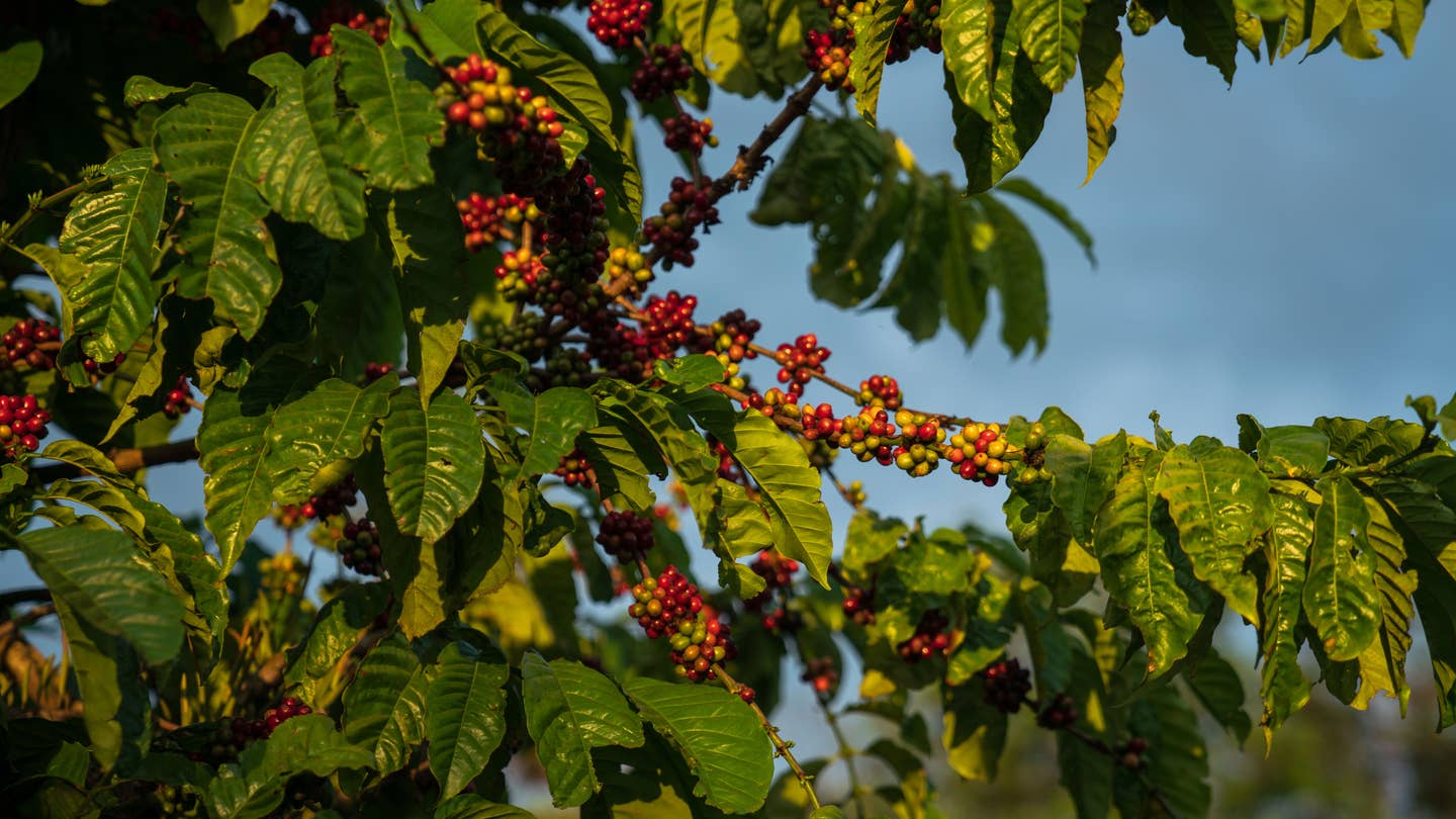 The 2023 Coffee Trend Nobody Saw Coming The 2023 Coffee Trend Nobody Saw Coming