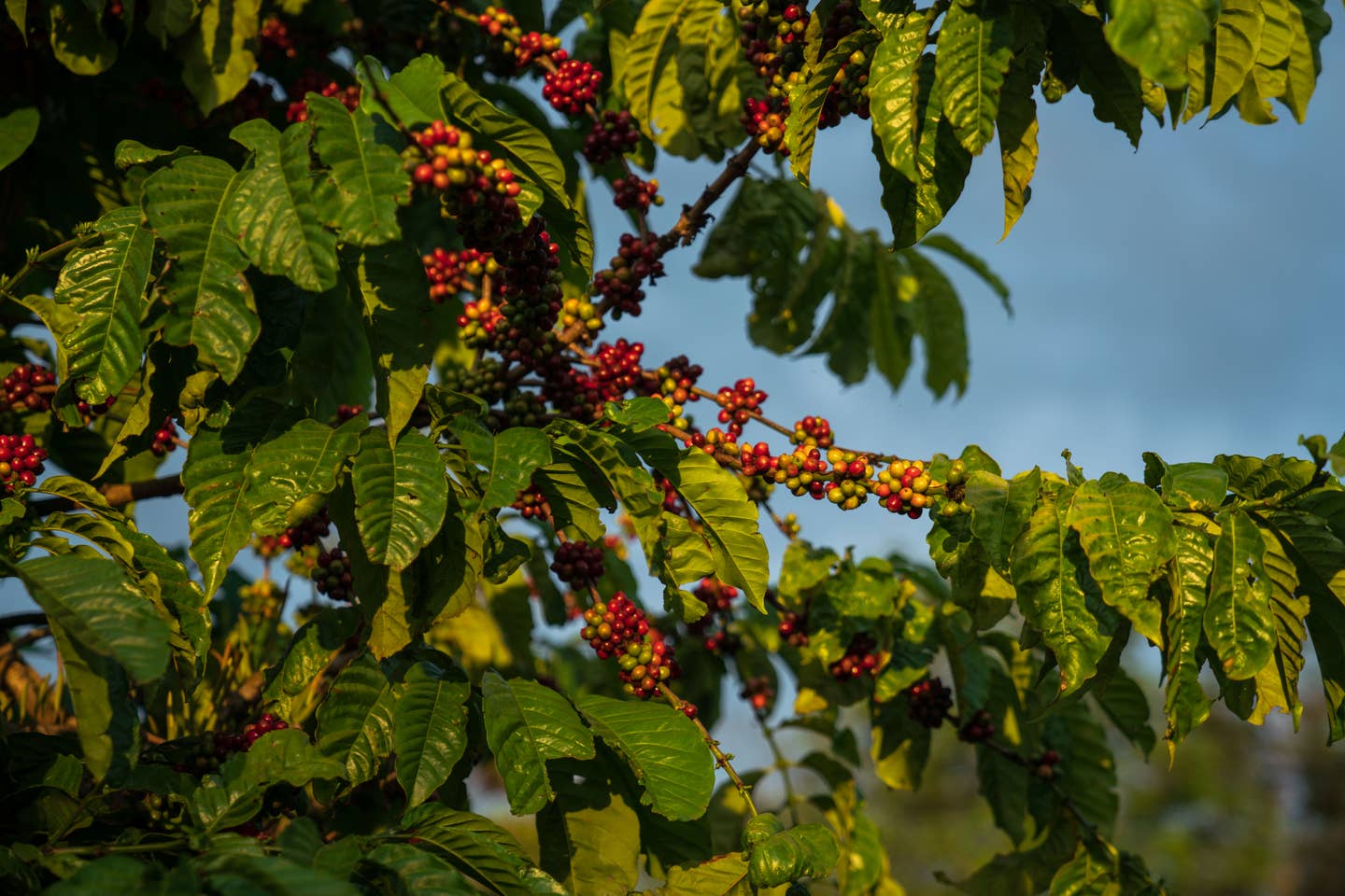 The 2023 Coffee Trend Nobody Saw Coming