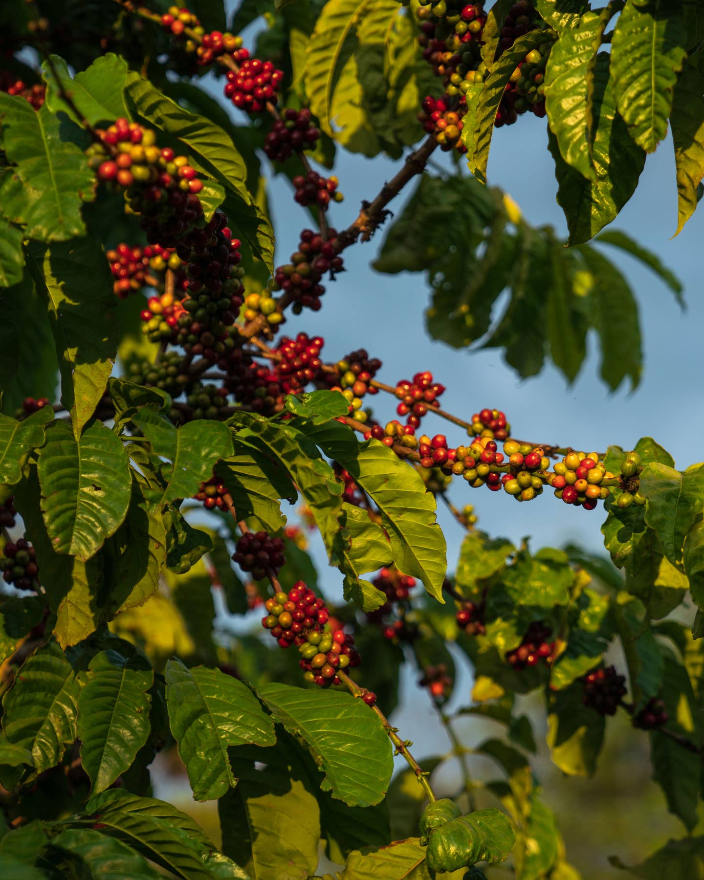 The Undeniable Coffee Trend Nobody Saw Coming The 2023 Coffee Trend Nobody Saw Coming