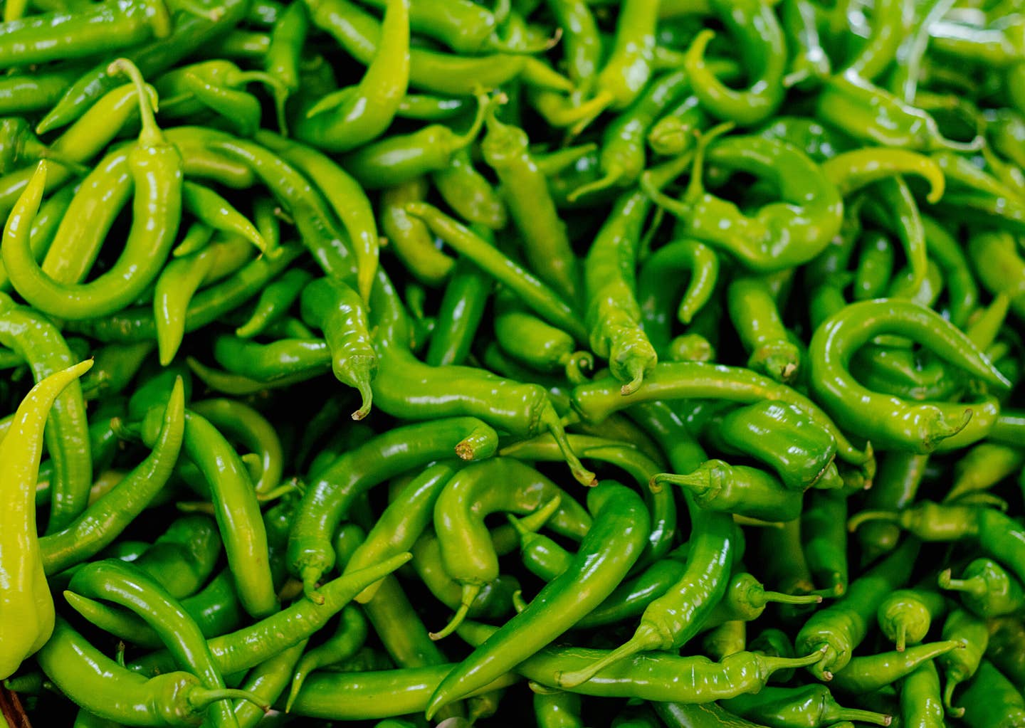 Harvest of green chili peppers.