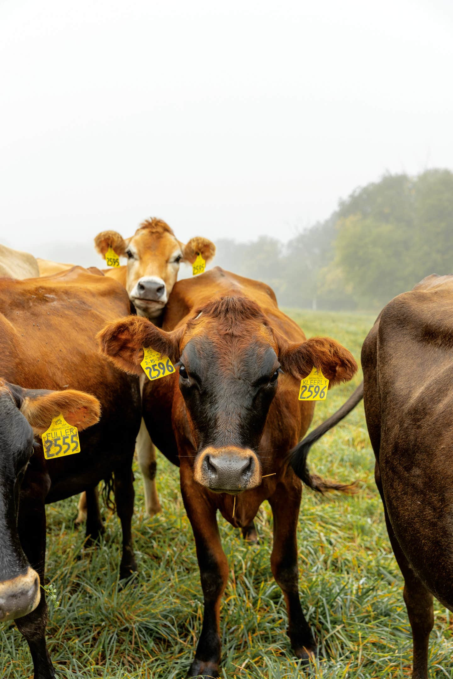 Cows