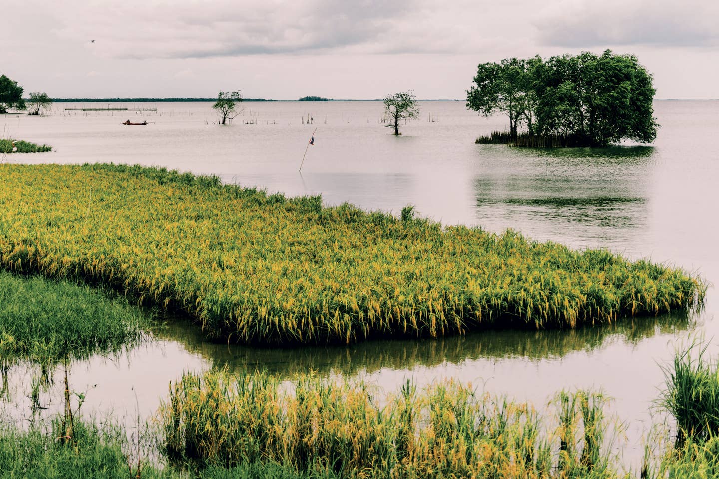 Southern Thailand rice groves