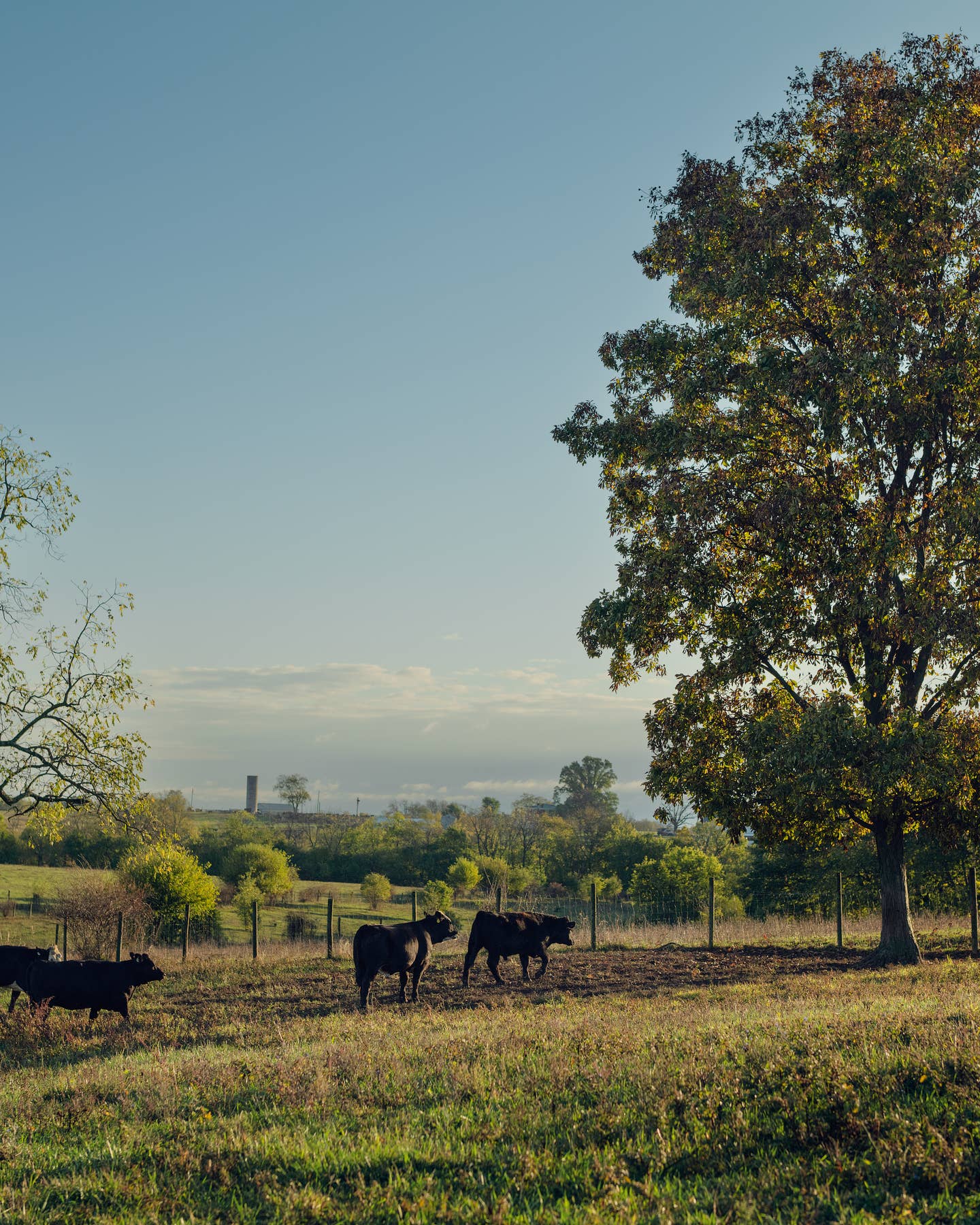 Veal’s Reputation Is Complicated—And Worth Reassessing Veal