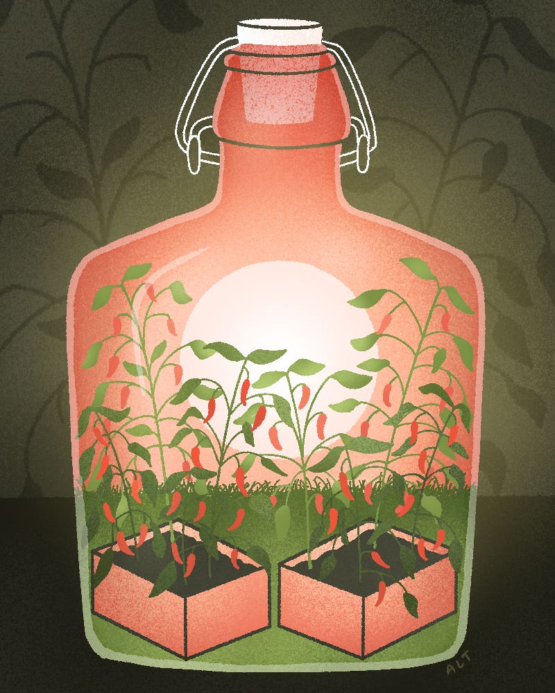I’m Lacto-Fermenting All My Late-Summer Produce—And You Should Be Too Plot To Plate Pepper Bottle