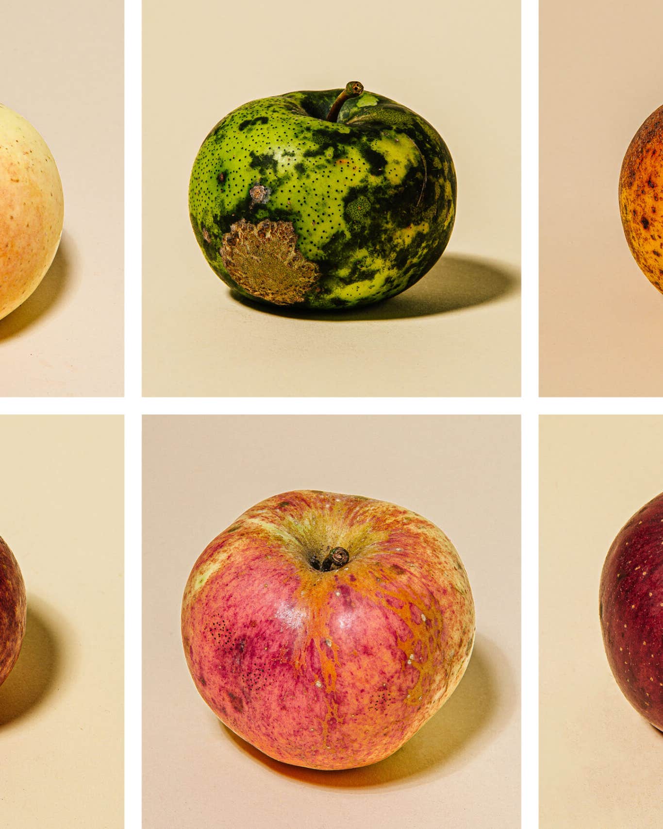 Apples Gone Wild: An Exhibition Shows Off the Diversity of These Feral Fruits Apples