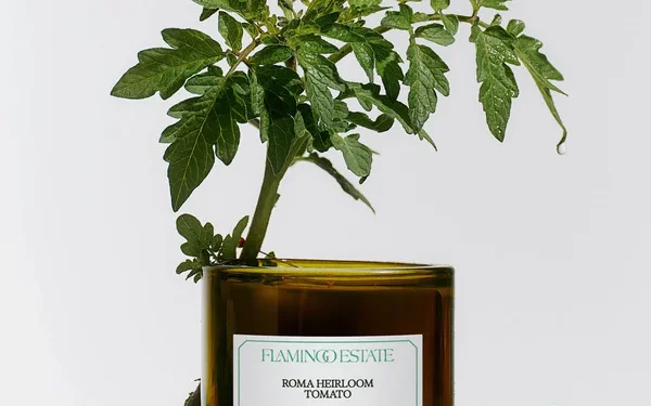 Flamingo Estate Roma Heirloom Tomato Candle