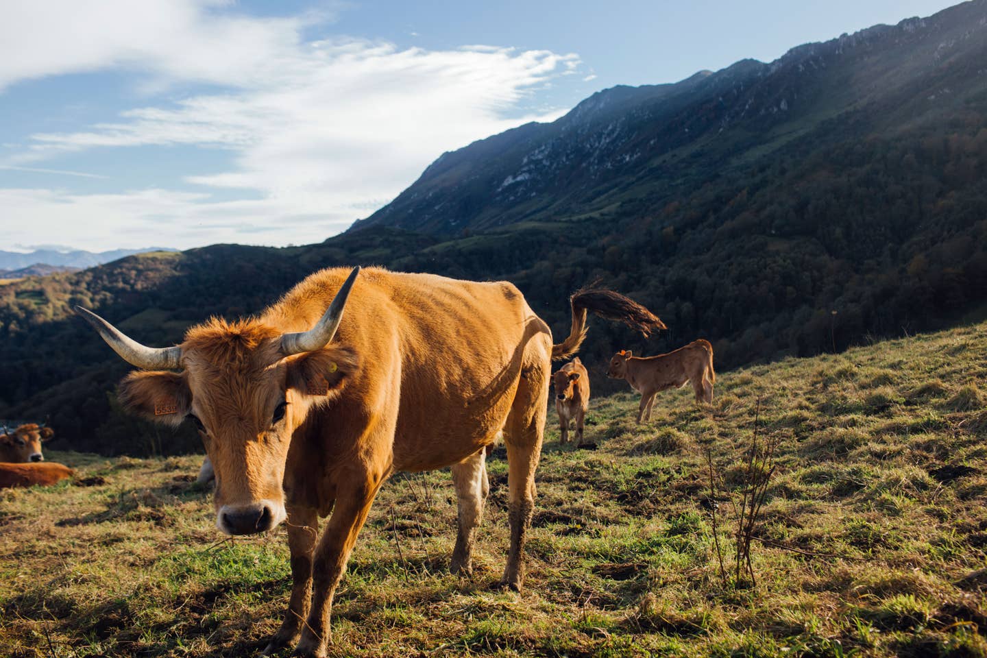 Cows graze in the hills of Asturias. 
