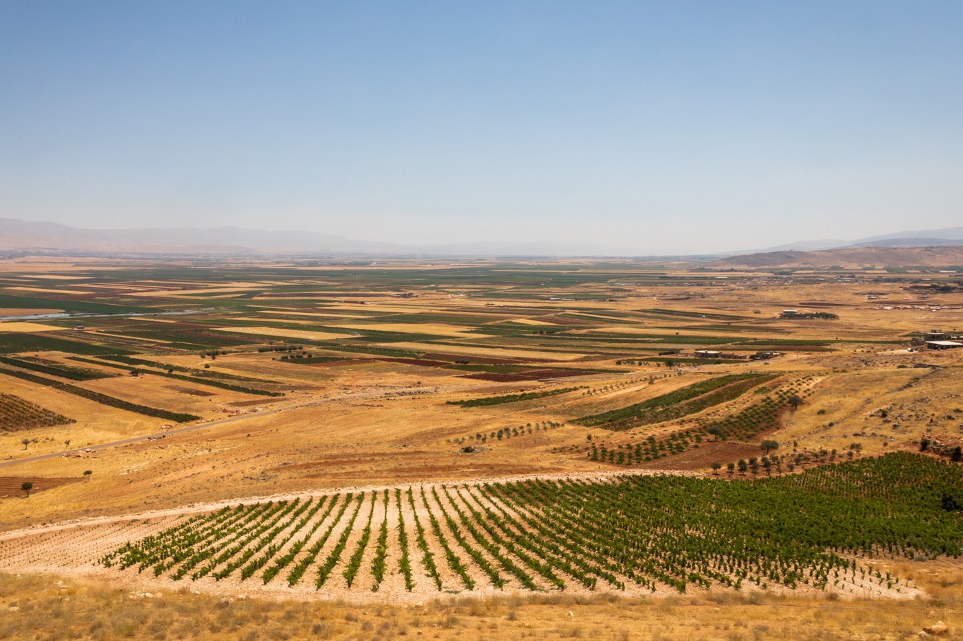 Sun-soaked vineyards and farmland in Lebanon